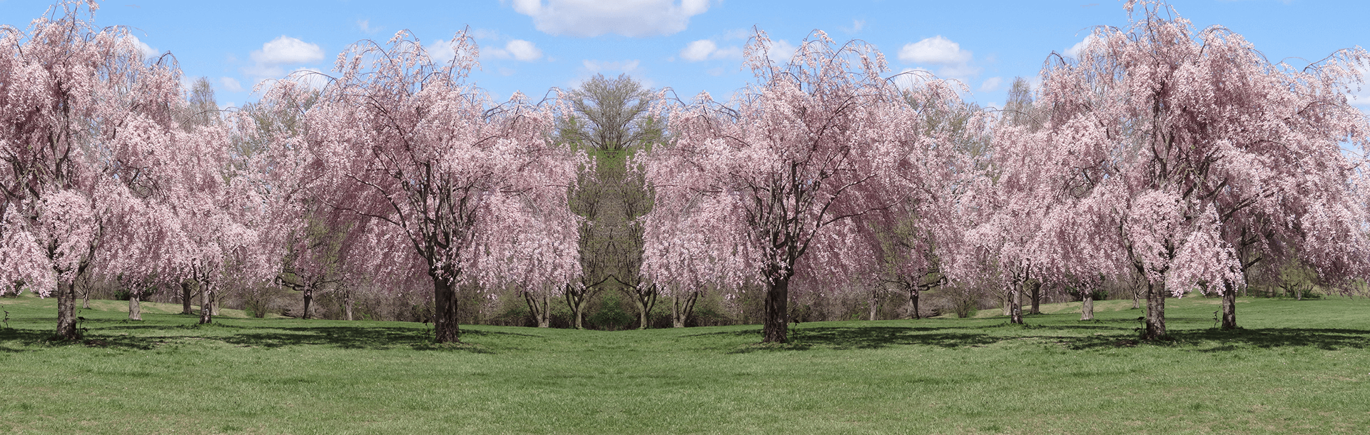rosetree springs